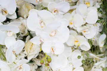 Obraz premium White Rose in wall pattern concept.