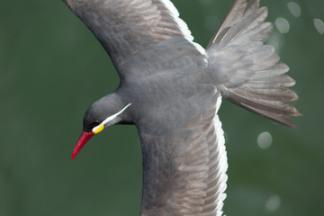 Obraz premium Inca tern landing