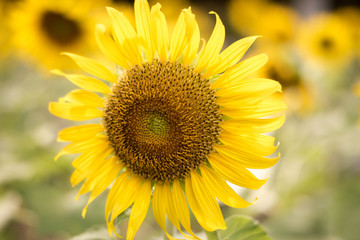 Close up sun flower yellow  concept.