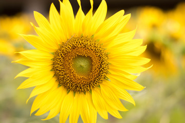 Close up sun flower yellow  concept.