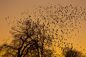 Jackdaws Corvus monedula going to roost and gathering before dark in beech trees