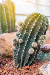 cactus in desert, cactus on rock, cactus Nature green background