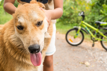 brown dog and hand of children