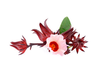 Hibiscus sabdariffa or roselle flower