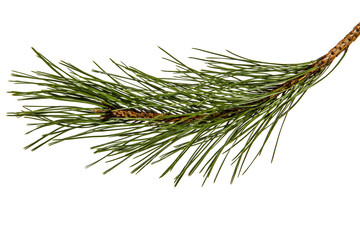 Branch of the pine, isolated on a white background