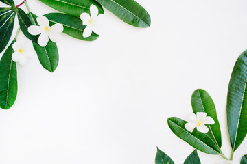 topical exotic colored leaf frame on white background. flat lay, top view