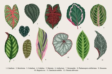 Set leaves. Exotics. Vintage vector botanical illustration. Colorful. - obrazy, fototapety, plakaty