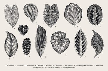 Set Leaf. Exotics. Vintage vector botanical illustration. Black and white. - obrazy, fototapety, plakaty