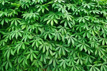 Fototapeta premium The cultivation of cassava plantation.