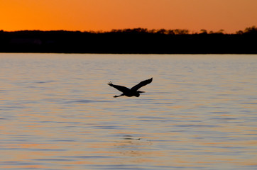 Great blue heron flies over Breton Bay at sunset