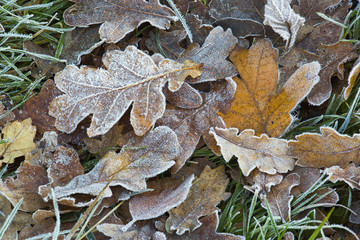 Fallen Oak Leaves Quercus robur in frost