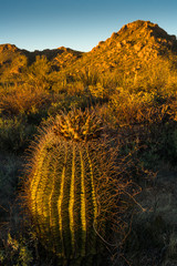 barrel cactus at Saguaro National Park, AZ, USA