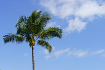 Palm Tree In the Blue Sky