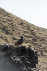 Black oystercatcher
