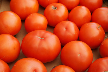 fresh farm picked tomatoes