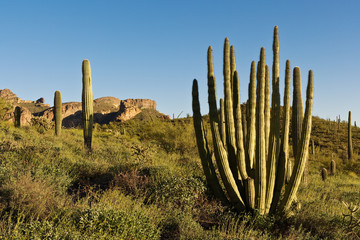 Organ Pipe Cactus National Monument, AZ, USA