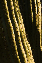 Organ Pipe Cactus National Monument, AZ, USA