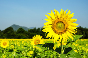 Sunflowers ,Circle, Flower, Gold, Plant, Single Flower,Nature