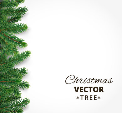 Background with vector christmas tree branches and space for tex