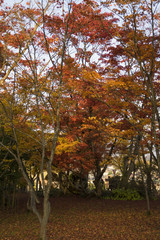 japanese garden in autumn