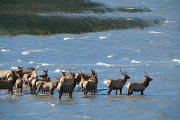 Elk in the Stone Lagoon, CA, USA © Laurens