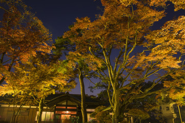 japanese garden in autumn