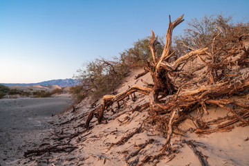 Sand Dunes, Desert, Death Valley, California