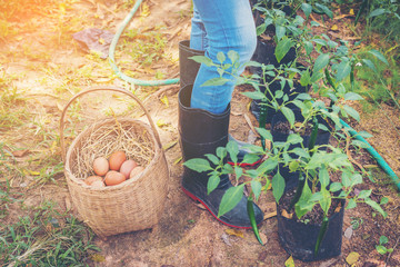 pretty woman standing with fresh eggs in basket and vegetable plot of chili at countryside garden
