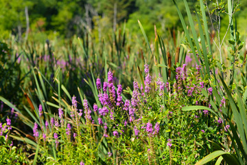 Fototapeta premium Purple Loosestrife and grasses