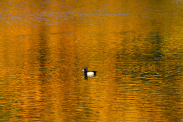 Tufted Duck and and autumn reflections Norfolk