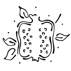 Vector fruits illustration. Pomegranate with leaves, decorative elements isolated on the white background. Hand drawn contour lines and strokes. Doodle style, graphic vector illustration