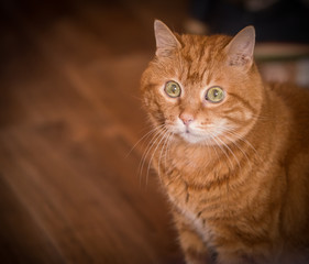 Lovely red cat. Soft focus.