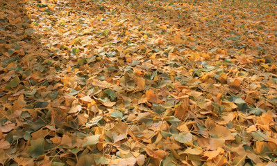 Fallen leaves of ginkgo biloba