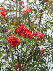 Rowan berries. Selective focus.