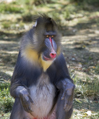 Naklejka premium The male mandrill