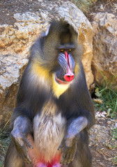 The male mandrill