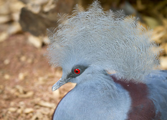 Victoria crowned pigeon