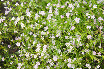 Many pink gypsophila little flowers soft focus