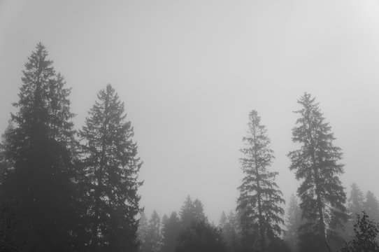 Fototapeta Misty forest tree landscape black and white