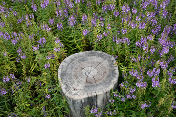 Flowers around the stump 