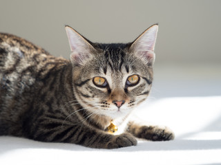 子猫