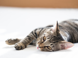 子猫