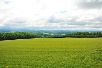 Green Fields Landscape