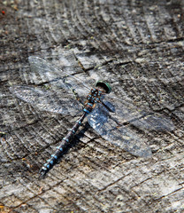 Lake Darner (Aeshna eremita), insectes of Canada