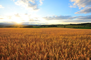 Sunset at Wheat Fields