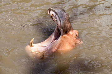 Hippopotamus with open mouth in the water