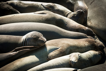Elephant Seals, CA, USA