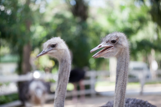 close up of ostrich head