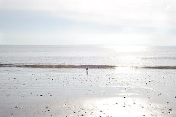 Ocean, beach and seagull