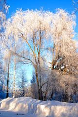the beauty of winter nature